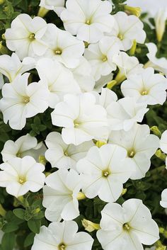 white petunia flowers with green leaves in the foreground