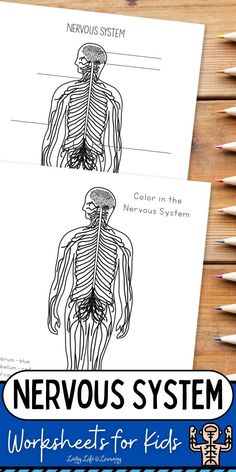 the nervous system worksheet for kids and adults with text overlaying it