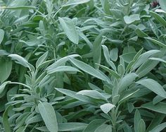 green leaves are growing in the garden