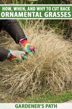 someone wearing colorful socks and gardening gloves is picking up some grass with their garden's path