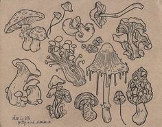 a drawing of various mushrooms and plants on a piece of paper