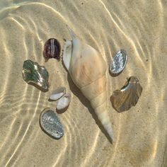 shells and seashells are on the sand at the ocean's edge in shallow water