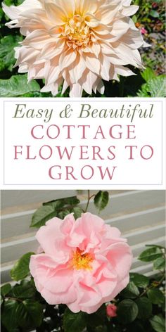 two pink flowers with the words easy and beautiful cottage flowers to grow in front of them