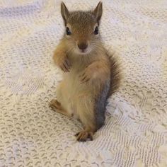 a small squirrel sitting on top of a white bed sheet and looking at the camera