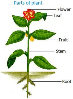 the parts of a plant on a white background