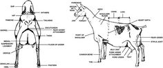 an image of a horse labeled in the body and part of it's parts