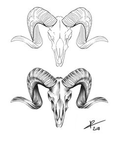 two ram heads with long horns on each side, one is drawn in pencil and the other