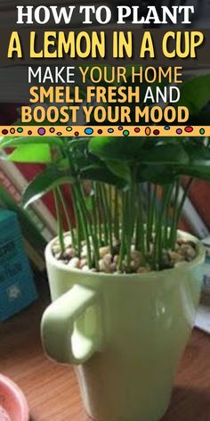 a potted plant sitting on top of a wooden table