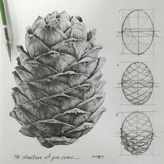 a pencil drawing of a pine cone with three different angles to the top and bottom