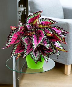 a green vase filled with purple flowers on top of a wooden table next to a gray couch