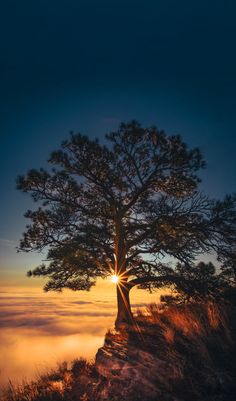 a lone tree on top of a hill with the sun peeking through the clouds below