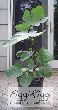 a potted plant with large green leaves on the outside of it, in front of a door