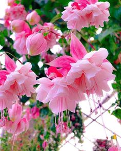 pink flowers are hanging from a wire fence