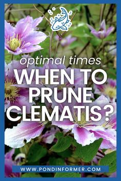 purple flowers with the words optimal times when to prune clematis?