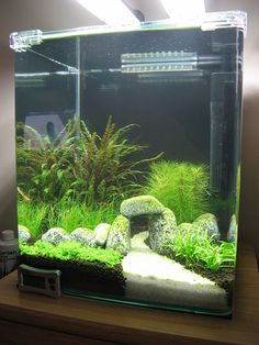 an aquarium with plants and rocks in it