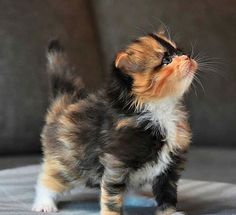 a small kitten standing on top of a bed next to a gray couch and looking up