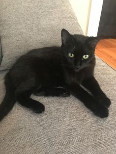 a black cat laying on top of a couch