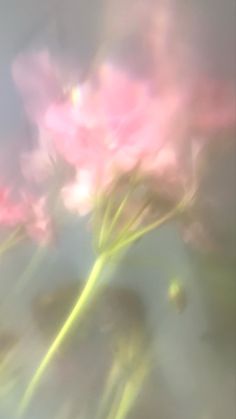 blurry photograph of pink flowers on white background