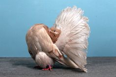 a large bird with its wings spread out on the ground next to a blue wall