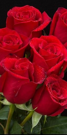 a bunch of red roses with water droplets on them