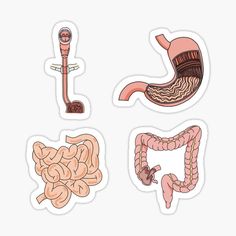 four different types of stomach sticker