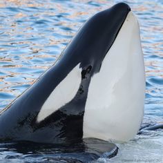 an orca whale is swimming in the water