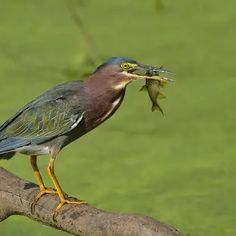 a bird with a fish in it's mouth on a branch