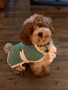 a brown dog wearing a green and white sweater on top of a hard wood floor