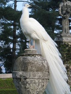 a white peacock standing on top of a stone vase