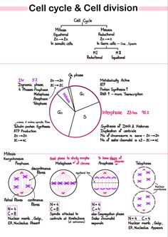 cell cycle and cell division worksheet with diagrams for the cellular system, including