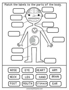 the body worksheet for kids to learn how to read and label it out