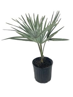 a green plant in a black pot on a white background