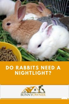 three rabbits in a cage with the caption do rabbits need a nightlight?