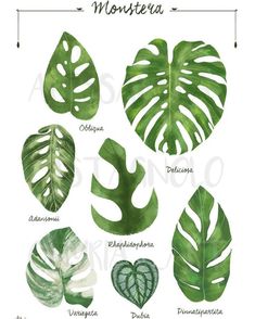 the different types of monster leaves