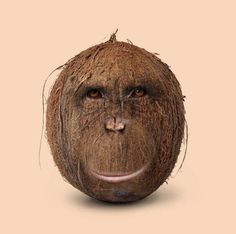 an image of a face made out of coconuts with eyes and hair on it