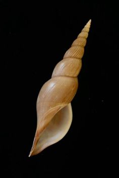 a close up of a shell on a black background