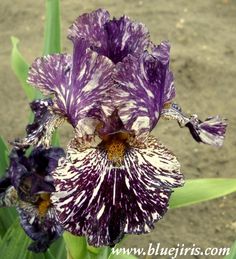 a purple and white flower sitting on top of a green leafy plant with dirt in the background