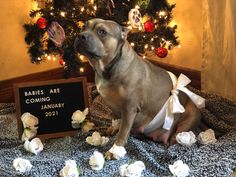 My pregnant American bully with ribbon wrapped around her belly into a bow with the bow by her big tummy to show off her baby bump! I put a bunch of white roses around her and a letter announcing board that says babies are due January 2021. We staged the photo on fuzzy blankets under the Christmas tree. Puppy Maternity Shoot, Dog Pregnancy Photo Shoot, Pregnancy Announcement Photos With Dogs, Dog Maternity Photos Puppies, Dog And Human Maternity Shoot, Dog Pregnancy Announcement Puppies, Whelping Puppies, Pregnant Dog Maternity Shoot, Pet Photography Poses