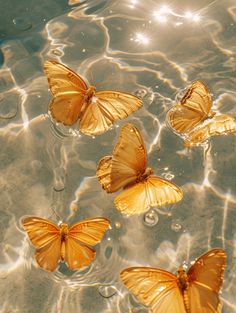 four butterflies floating in the water with sunlight reflecting off them's wing tops and wings