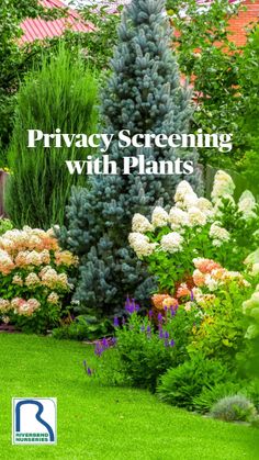 the cover of privacy screening with plants, featuring colorful flowers and trees in the background