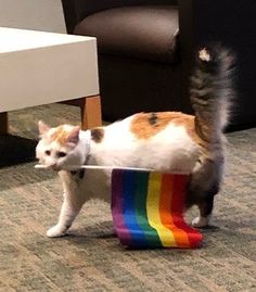 a cat standing on top of a rainbow colored cup in the middle of a living room