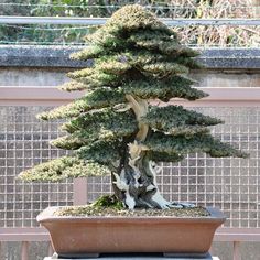 a bonsai tree in a pot on a table