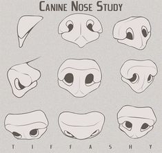 an animal's nose is shown with different facial shapes and features, including the nose