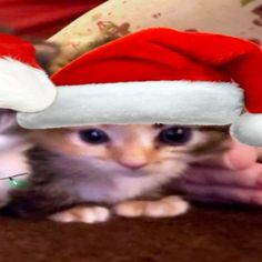 a small kitten wearing a santa hat