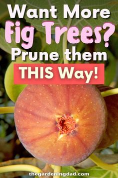 an apple tree with the words want more fig trees? prune them this way