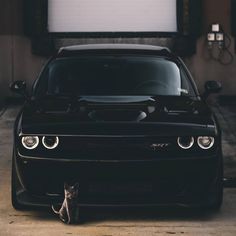 a cat sitting in front of a black car