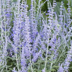 purple flowers are blooming in the garden