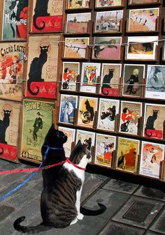 a black and white cat sitting on the ground in front of a wall full of posters