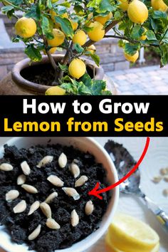 how to grow lemon from seeds