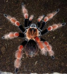 a large red and black spider sitting on top of dirt